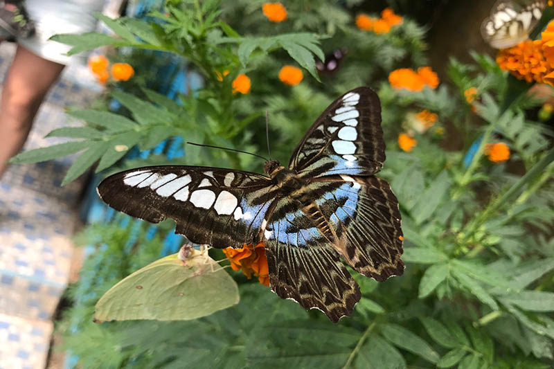 حديقة الفراشات كاميرون هايلاند ماليزيا